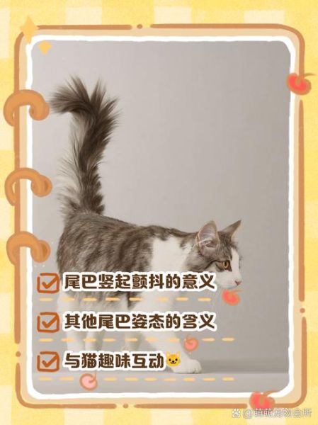 猫咪尾巴竖起来代表什么_猫咪尾巴下垂是生气吗