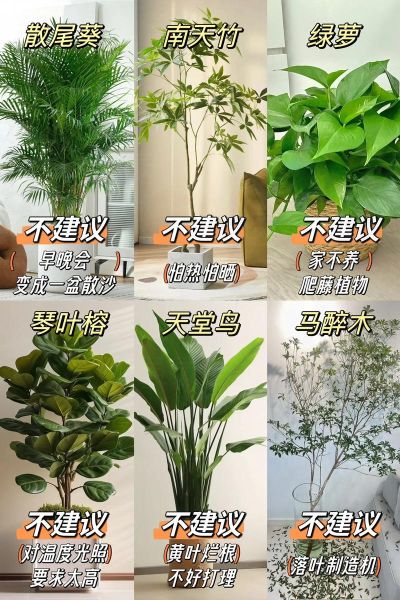 室内植物多久浇一次水_新手易养绿植推荐
