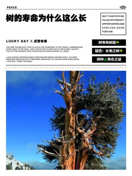 树木寿命有多长_古树如何养护