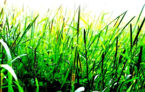 春草象征什么情感_春草表达什么情感