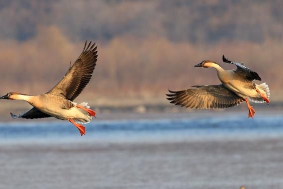 鸿雁象征什么情感_鸿雁传书表达什么
