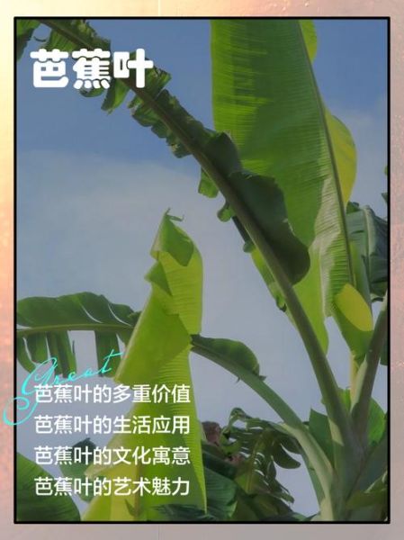 芭蕉表达的情感是什么_如何理解芭蕉的孤独