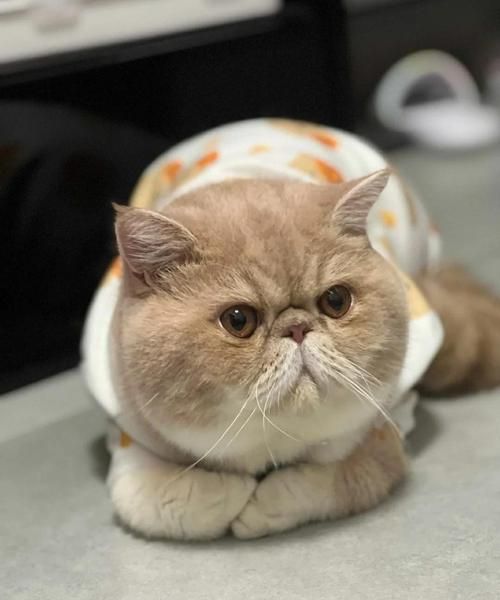 加菲猫为什么总是懒洋洋的_加菲猫情感表达