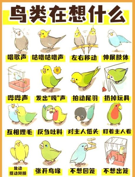 小鸟为什么突然叫个不停_如何安抚小鸟情绪