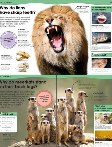 DK儿童奇趣百科全书适合多大孩子读_几岁看最合适