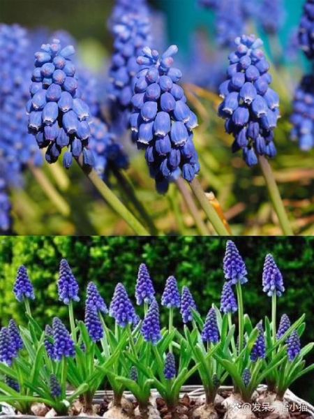 葡萄代表什么情感_葡萄花语象征什么