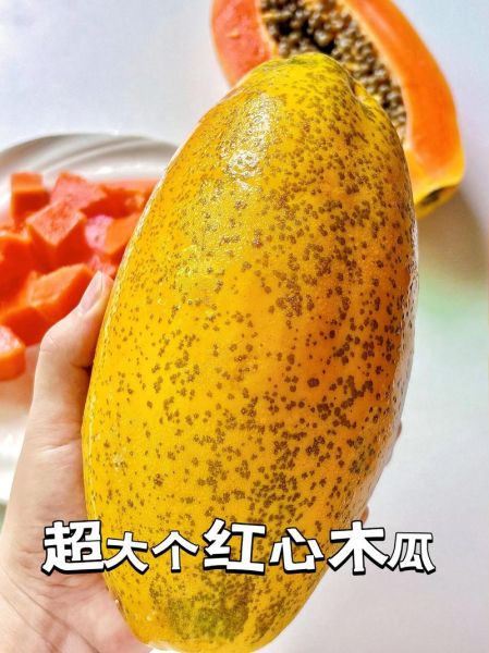 木瓜表达什么情感_木瓜在爱情里的寓意