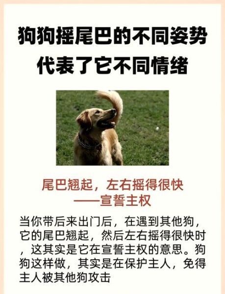狗狗摇尾巴代表什么_如何读懂狗子的情绪