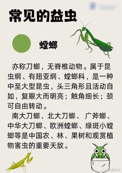 昆虫有哪些种类_昆虫对人类有什么影响