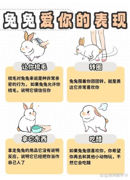 兔子开心时有什么表现_如何判断兔子是否快乐