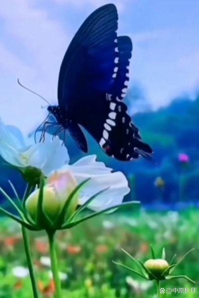 情蝶情感表达是什么_情蝶情感表达怎么用