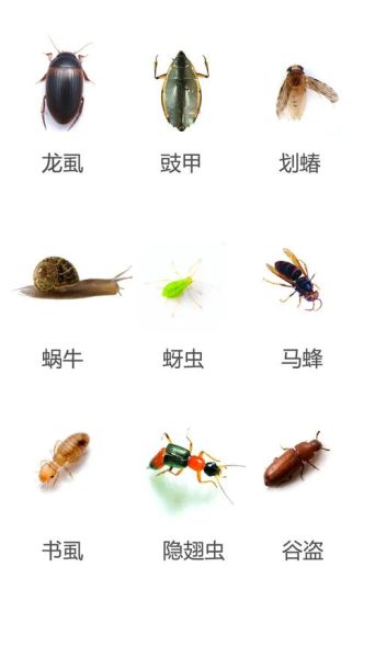 昆虫分类有哪些_如何高效阅读生物百科