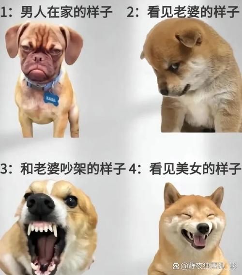 二狗子情感表达_怎么哄二狗子开心