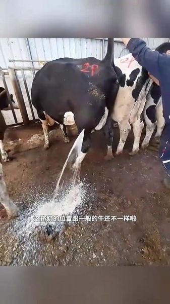 挤牛奶为什么让人放松_挤牛奶有哪些情感意义