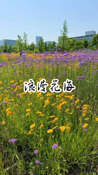 花海情感表达_如何传递爱意