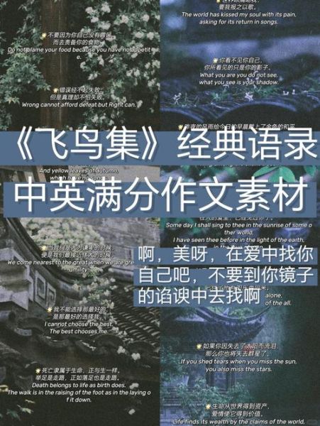 飞鸟情感表达_如何理解飞鸟的孤独