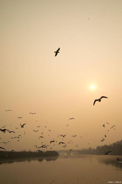 孤雁象征什么情感_孤雁为何总让人落泪