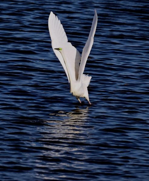 白鹭象征什么情感_白鹭表达爱情吗