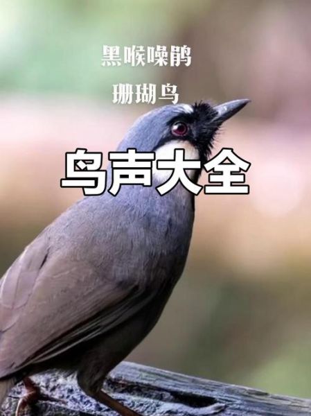 鸟类如何表达情感_鸟类会哭吗