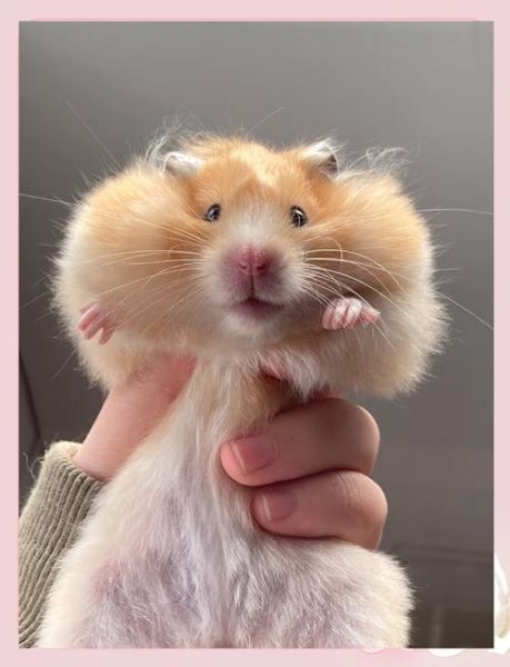 仓鼠开心表现有哪些_仓鼠情绪低落怎么办