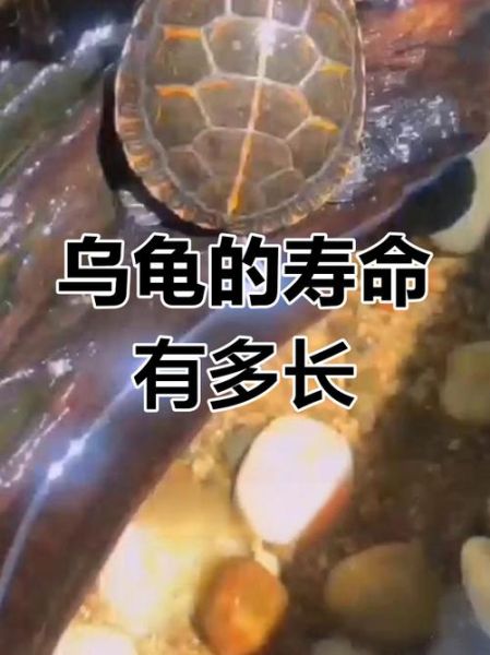 乌龟寿命有多长_乌龟怎么养才能活得久