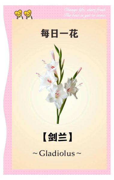 兰花代表什么情感_兰花花语有哪些