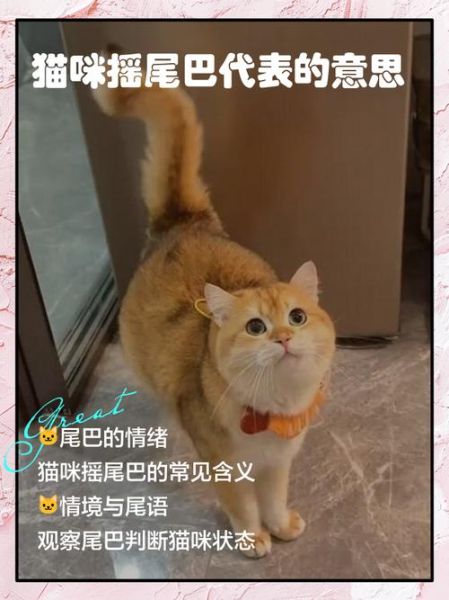 家猫为什么突然蹭人_猫咪摇尾巴代表什么