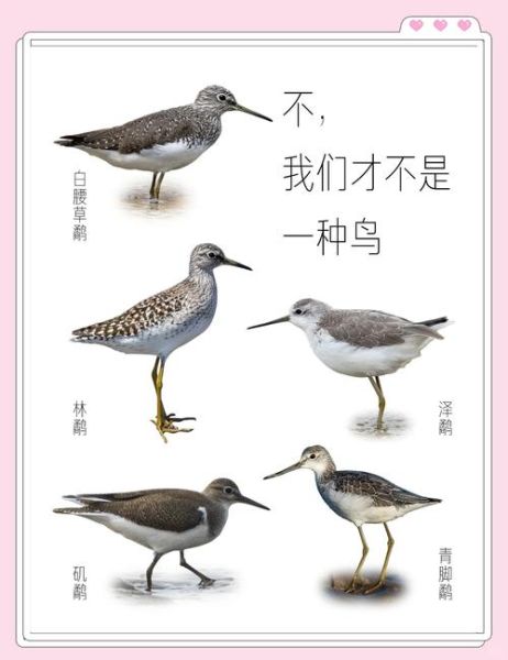 小鸟为什么一直叫_如何分辨小鸟情绪