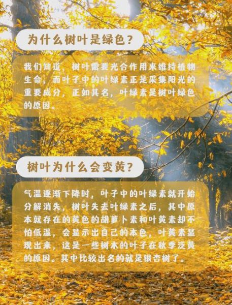 树叶为什么会变黄_树叶代表什么情感