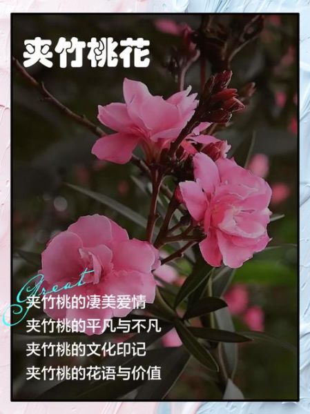夹竹桃的花语是什么_夹竹桃象征哪些情感