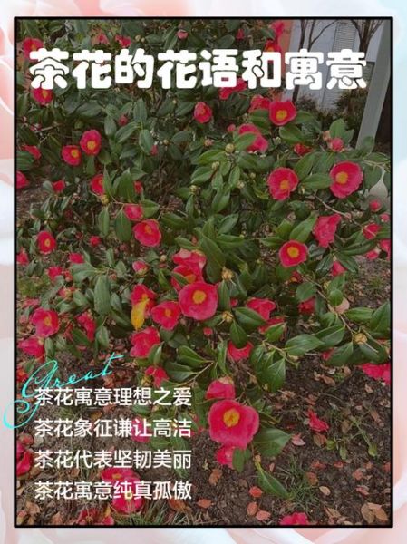 茶花代表什么花语_茶花送恋人合适吗