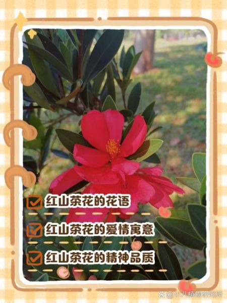 茶花代表什么花语_茶花送恋人合适吗