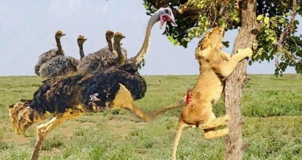 鸵鸟遇到危险会把头埋进沙子里吗_鸵鸟情感表达真相