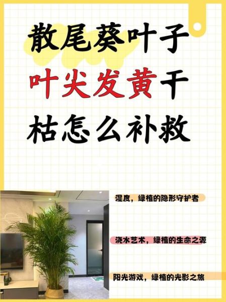 叶子为什么会变黄_叶子变黄了怎么办