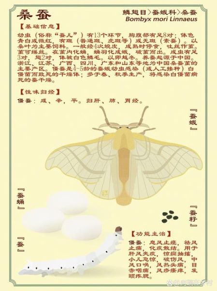 春蚕象征什么情感_春蚕的寓意有哪些