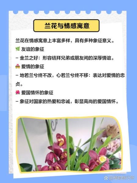 兰花的花语是什么_兰花象征什么情感