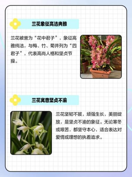 兰花的花语是什么_兰花象征什么情感