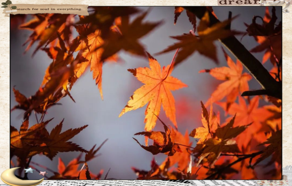 枫_情感表达有哪些层次