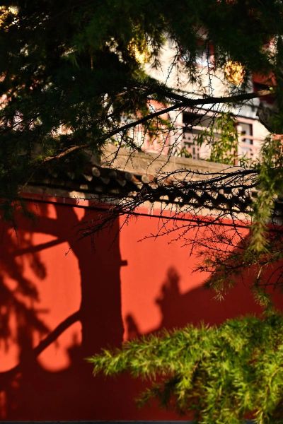 花斑斑表达什么情感_花斑斑暗示什么心理