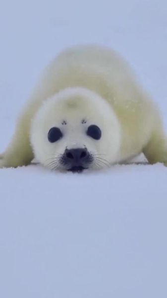 海豹为什么会哭_海豹表达情感的方式