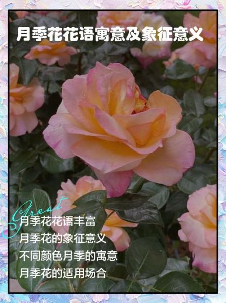 月季花语是什么_月季表达什么情感