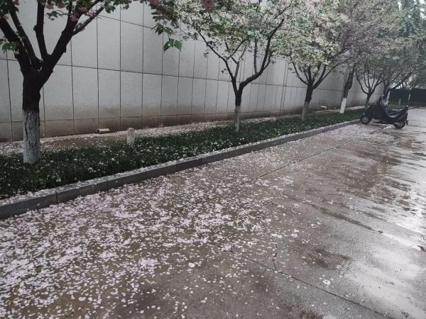 落花雨表达了什么情感_如何理解落花雨意境
