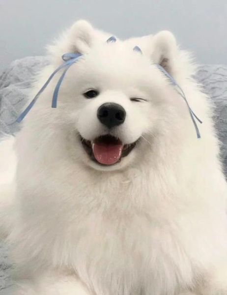 萨摩耶为什么总是笑_萨摩耶开心表现有哪些