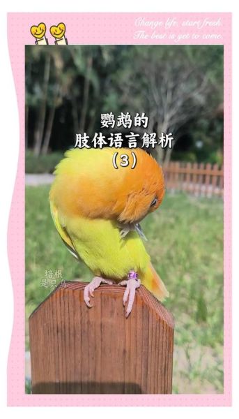 鹦鹉怎么表达情感_鹦鹉表达情感的方式有哪些