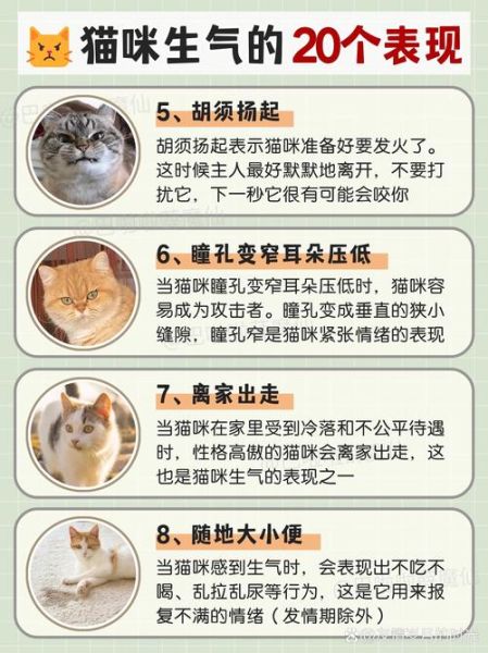 猫为什么突然不理人_猫生气表现有哪些
