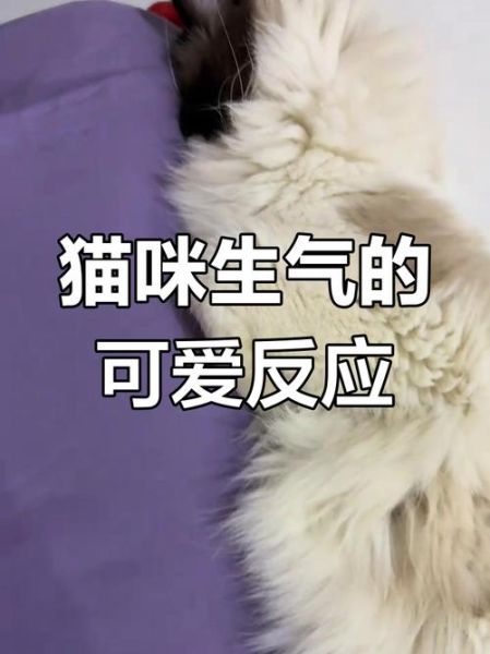 猫为什么突然不理人_猫生气表现有哪些