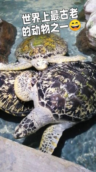 海龟寿命有多长_海龟能活多久