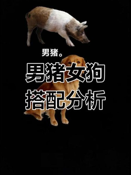 猪会表达情绪吗_狗如何表达情感