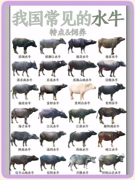 水牛为什么会对主人产生情感_水牛如何表达情感