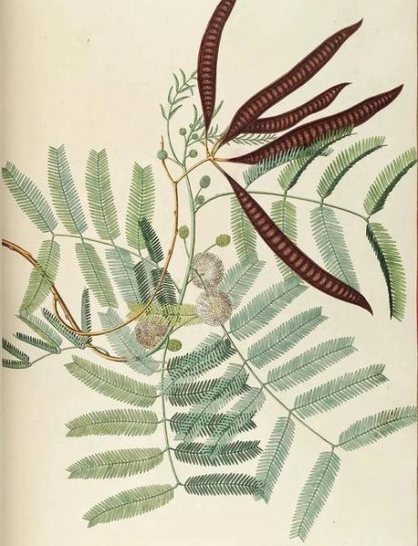 植物世界大百科适合几岁孩子_如何挑选植物绘本